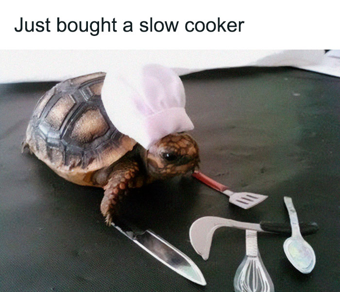 Turtle wearing a chef hat with miniature cooking utensils, illustrating a funny stupid food meme scene.