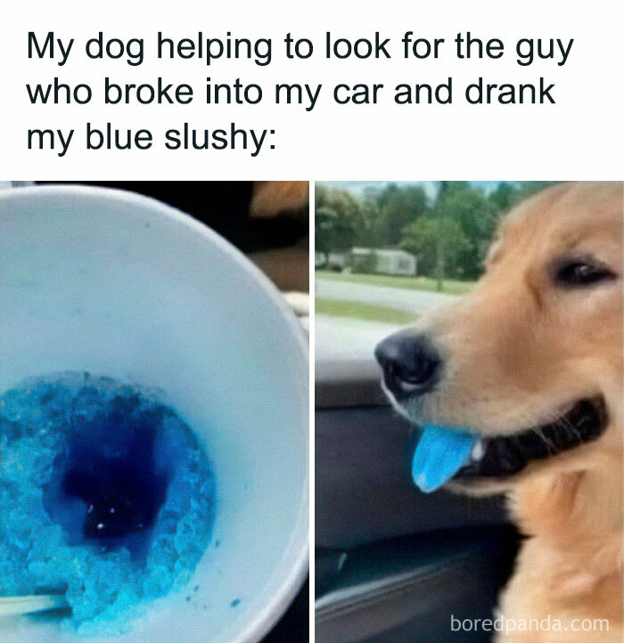 Dog with blue tongue next to empty blue slushy cup, a funny stupid food meme for stupid people trying to ruin appetite.