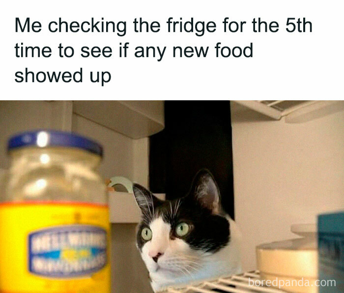 Cat inside a fridge looking intently, illustrating humor in stupid food memes for stupid people.