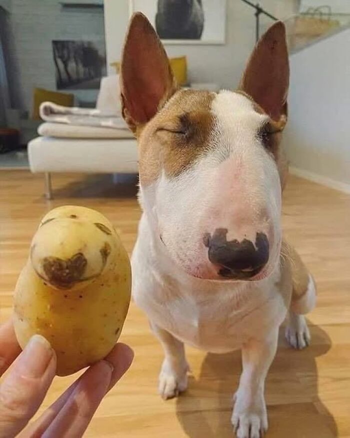 Bull terrier dog with eyes closed beside a potato shaped like a duck, creating a funny food meme for stupid people.