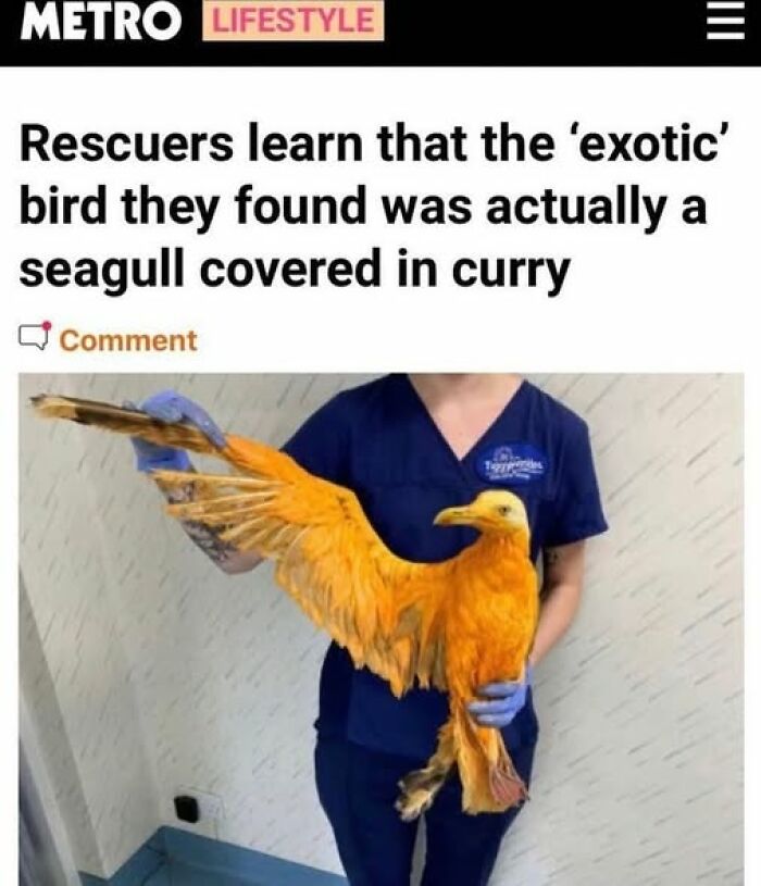 Person in gloves holding a seagull covered in bright yellow curry sauce in a funny stupid food meme for stupid people.