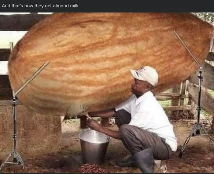 Man milking a giant almond in a humorous food meme about stupid food memes for stupid people.