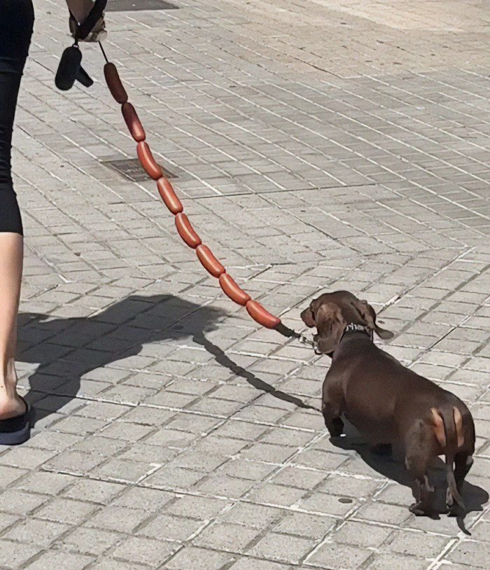 Person walking a dachshund on a leash made of linked hot dogs, showcasing stupid food memes for stupid people humor.
