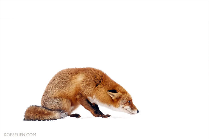 Foxes Are Way More Incredible Than You Think&mdash;Here Are 31 Proofs