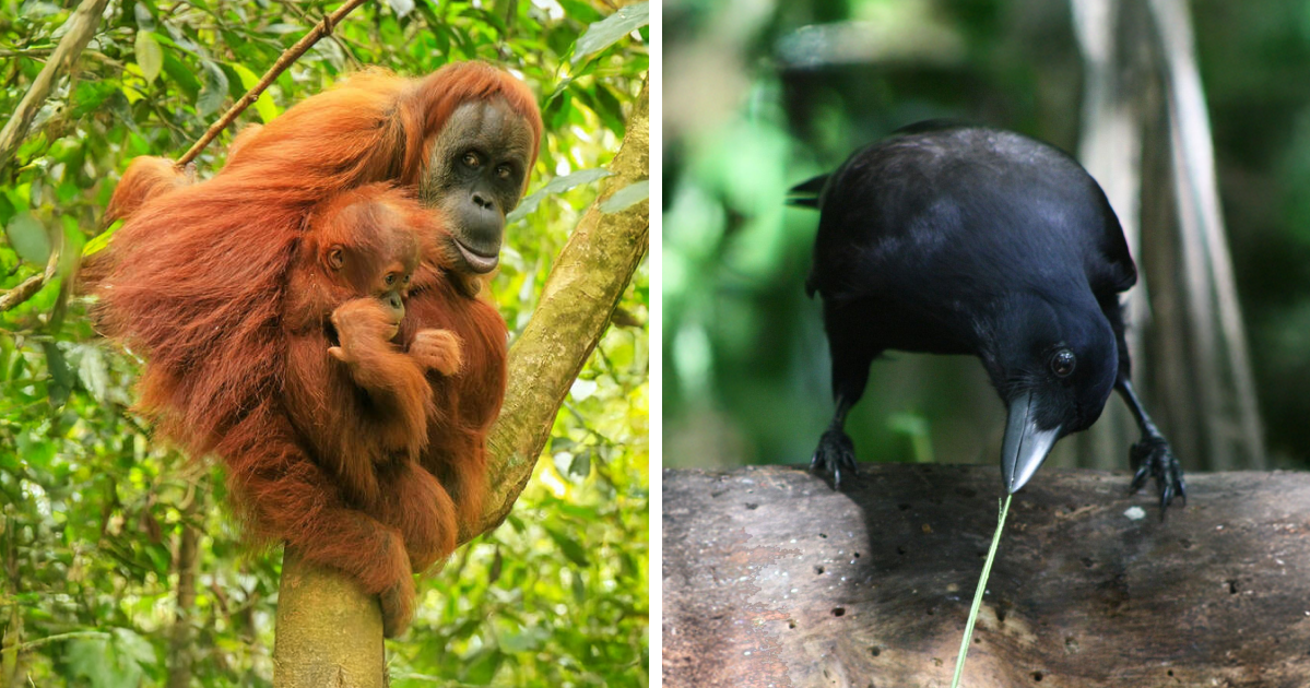 These Are Some Of The Smartest Animals Ever Studied, According To ...