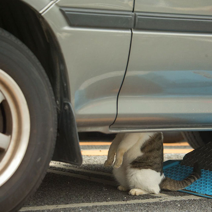Stray cat hiding under a car in Japan, showcasing charming and funny moments of Japan’s stray cats collection.