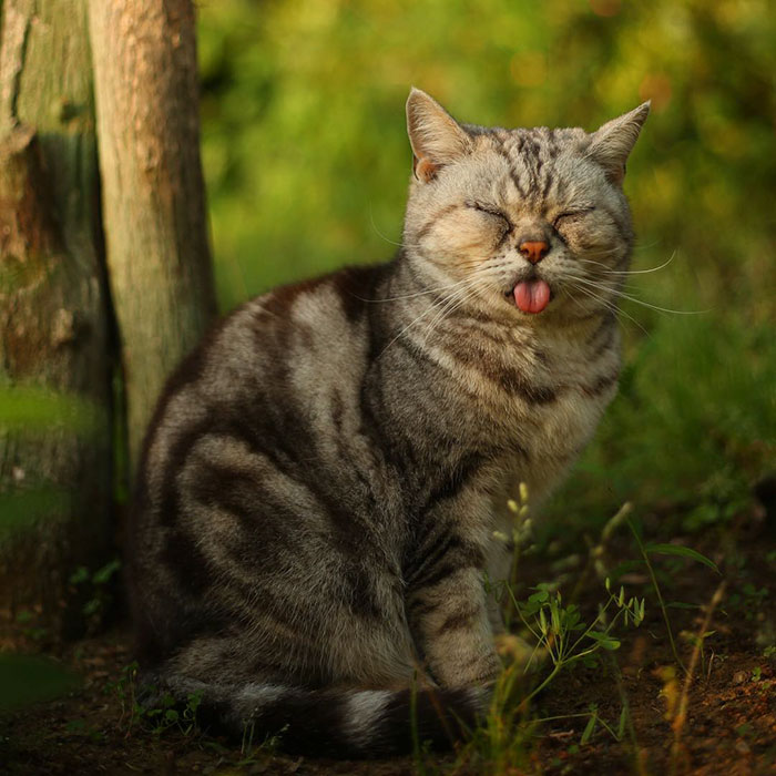 Gray Japan stray cat sitting outdoors with eyes closed and tongue sticking out in a bright green natural setting.