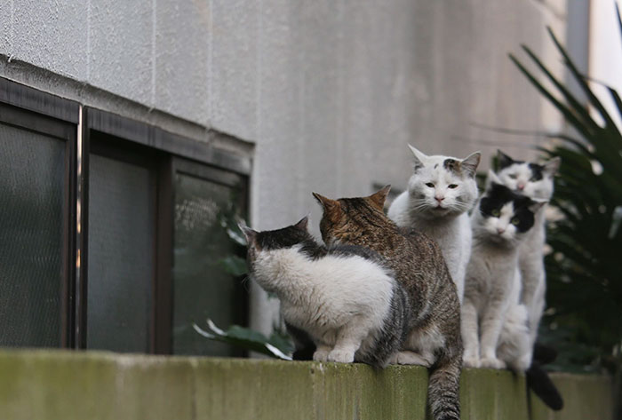 Group of Japan stray cats sitting on an outdoor wall, captured in a heartwarming moment by Masayuki Oki.