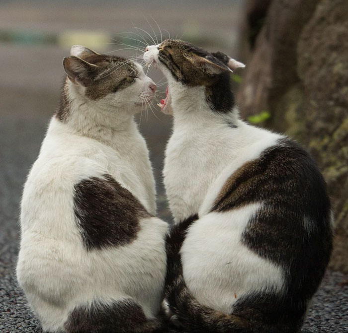 Two Japan stray cats with white and brown fur, one yawning beside the other on a gravel surface outdoors.