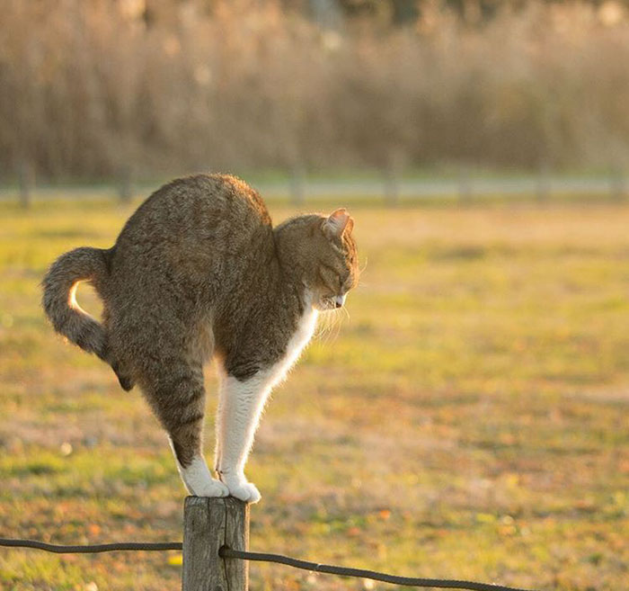 Stray cat balancing on a wooden post in a field at sunset, showcasing Japan’s stray cats in a natural setting.