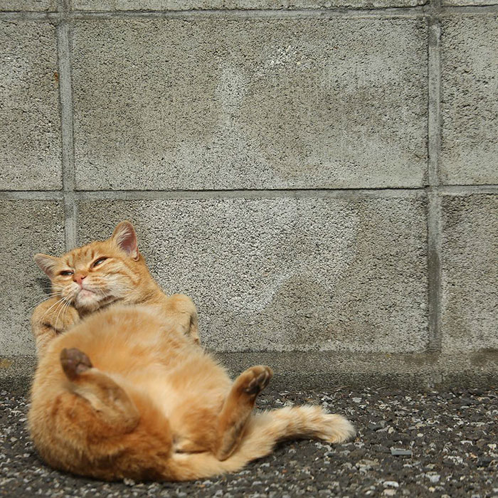 Orange stray cat lying on gravel against a concrete wall, captured in heartwarming Japan stray cats photography.