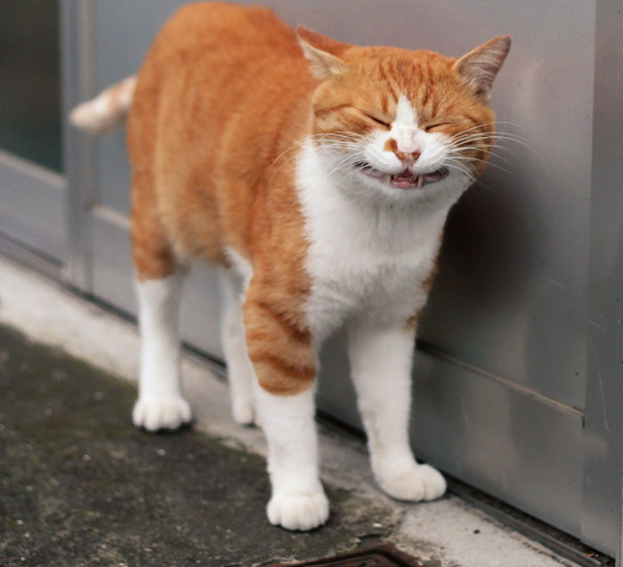 Smiling orange and white stray cat in Japan standing on a pavement beside a metal wall, showcasing Japan’s stray cats.