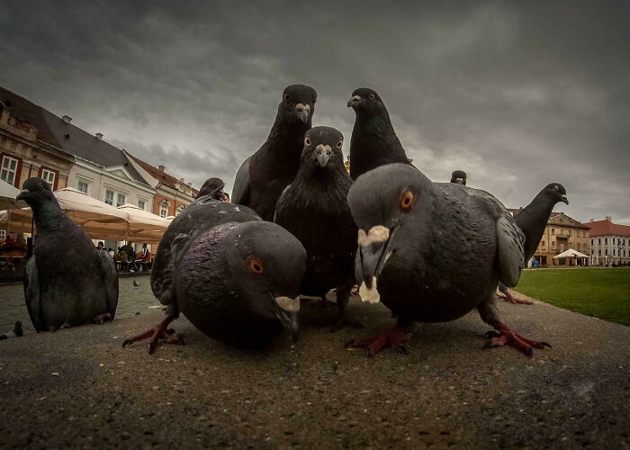 Grupo de palomas curiosas tomando selfies divertidas en un entorno urbano con cielo nublado de fondo.