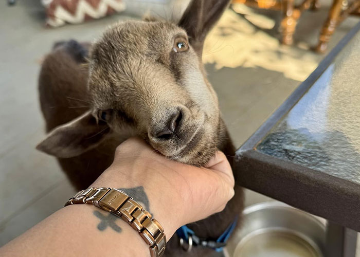 A close-up of a goat interacting with a person’s hand, one of the strangest things people accidentally saw neighbors doing.