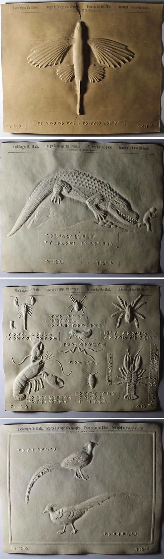 Embossed tactile images of animals with Braille writing on very old objects showcasing ancestors history.