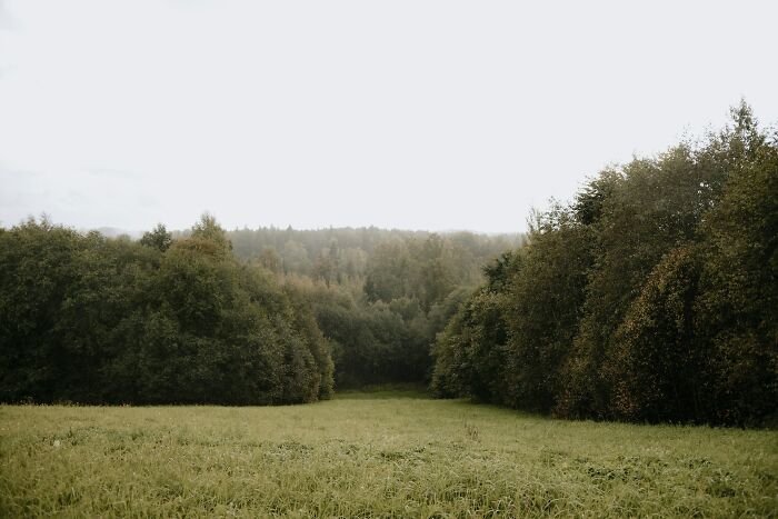 A serene green field bordered by dense trees, illustrating work secrets in nature’s calm and peaceful setting.