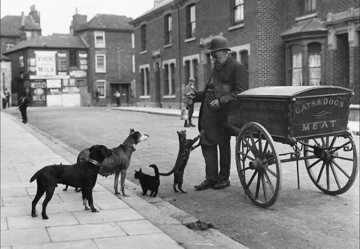Man with cart feeding cats and dogs on street in Victorian-Edwardian pictures black and white photograph.