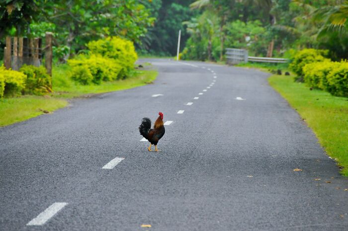 Rooster standing alone on a quiet rural road surrounded by greenery, symbolizing Thanksgiving arguments online.