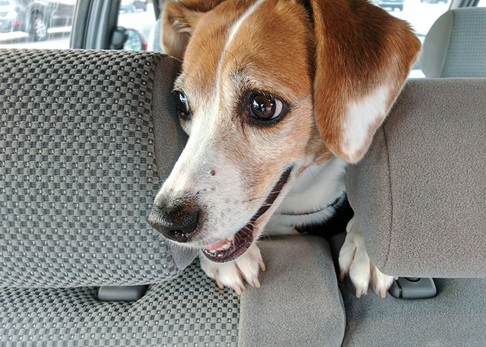 Beagle dog inside a car looking through the gap between seats, relating to nurse girlfriend prioritizing dogs during a crash.