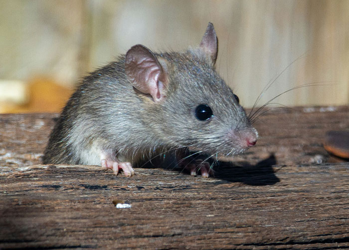 A close-up of a rat on a wooden surface, illustrating the worst night’s sleep caused by the place they were in.