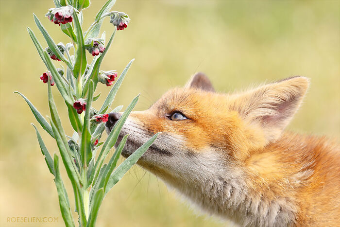 Foxes Are Way More Incredible Than You Think&mdash;Here Are 31 Proofs