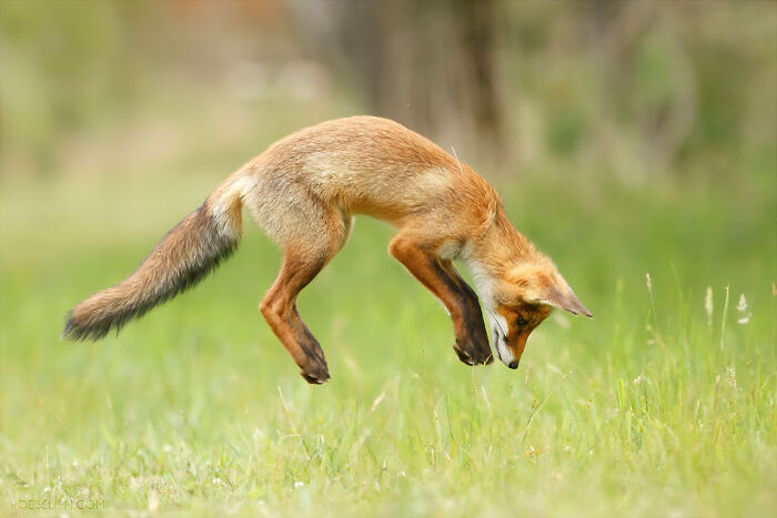 Foxes Are Way More Incredible Than You Think&mdash;Here Are 31 Proofs