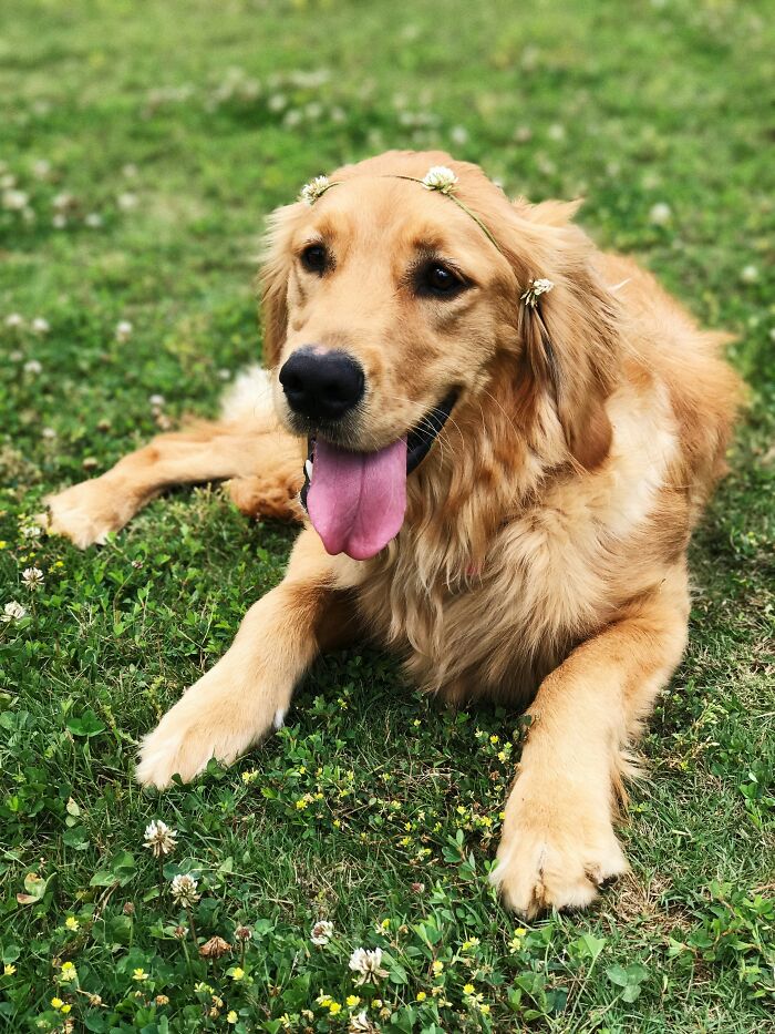 Golden retriever dog with a flower crown lying on grass, related to rehoming dog after abandonment story.