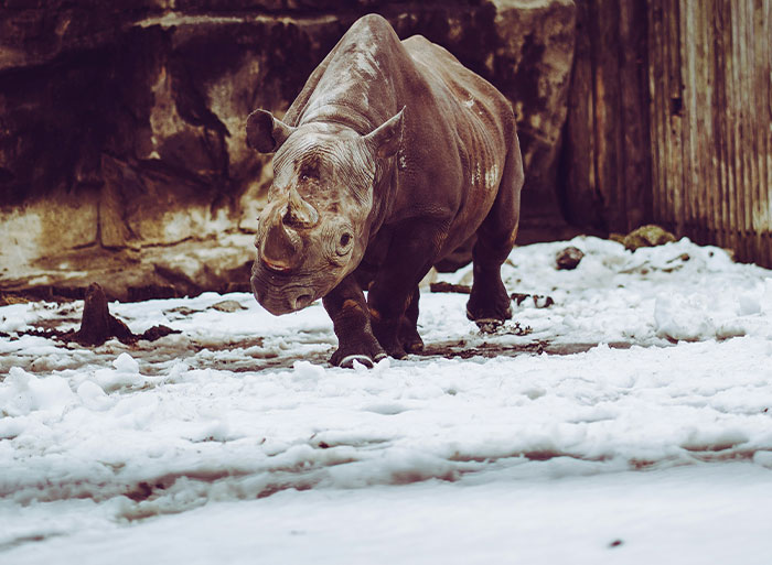 Young rhinoceros walking on snowy ground in a zoo enclosure, showcasing animal behavior zoo employees observe.