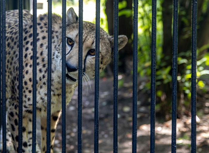 Cheetah behind bars in a zoo enclosure, illustrating insights from people who have worked in a zoo environment.