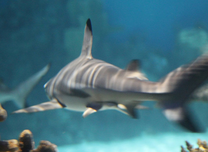 Shark swimming in aquarium, illustrating insights from people who have worked in a zoo not known to non-employees.