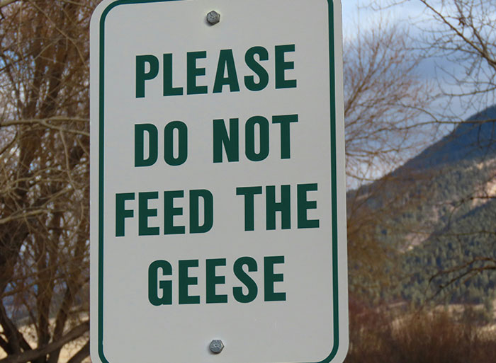 Sign at a zoo area warning visitors Please Do Not Feed The Geese with trees and mountains in the background.