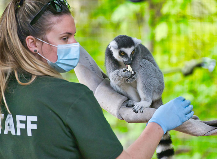 Zoo staff wearing gloves and mask feeding a lemur, sharing insights only people who have worked in a zoo might know.