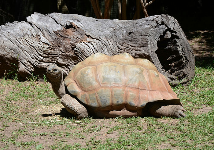Tortoise resting near a large hollow log in a zoo enclosure, showcasing animals from zoo workers' experiences.
