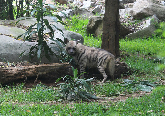 Striped hyena standing on grass near rocks and trees in a zoo enclosure, viewed by people who have worked in a zoo.