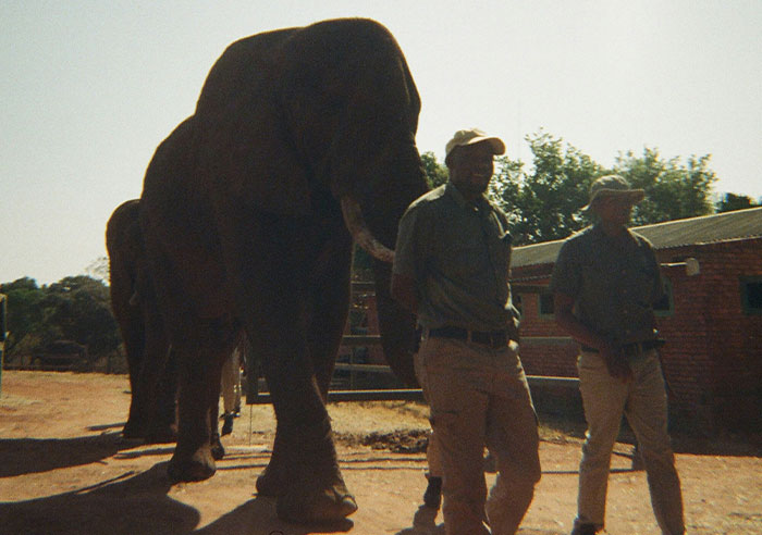 Zoo workers walking alongside elephants in an outdoor enclosure, sharing insider knowledge from their zoo experience.