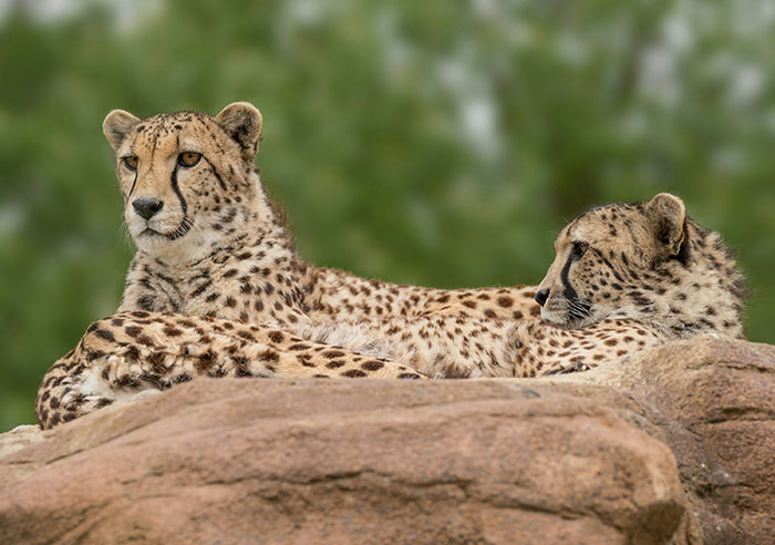 Two cheetahs resting on a rock, showcasing animals often seen by people who have worked in a zoo.