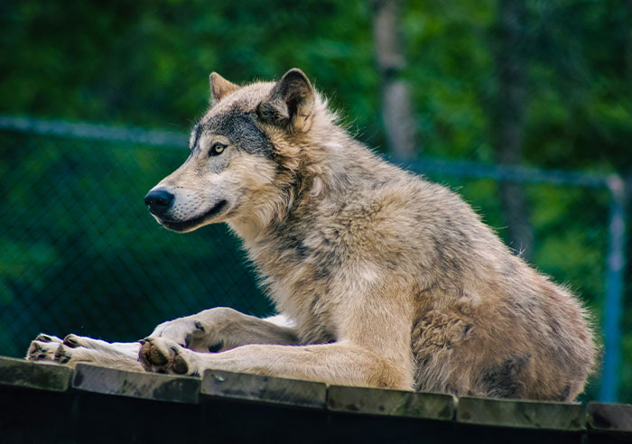 Wolf resting on a wooden platform inside a zoo enclosure, showcasing animals people who worked in a zoo might know.