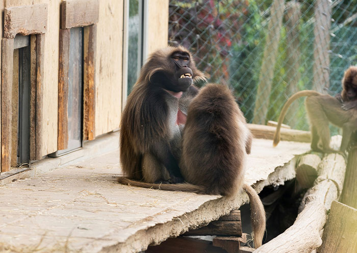 “The Zebras Are Ruthless”: 46 Unexpected Secrets Only Zoo Employees Know