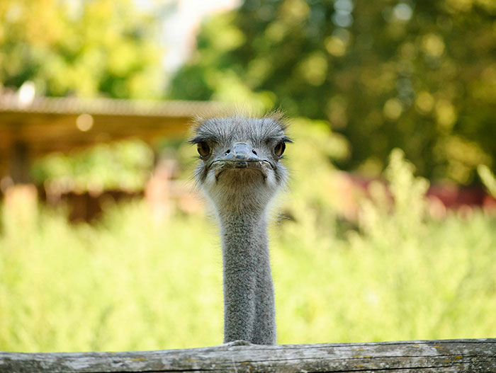 “The Zebras Are Ruthless”: 46 Unexpected Secrets Only Zoo Employees Know