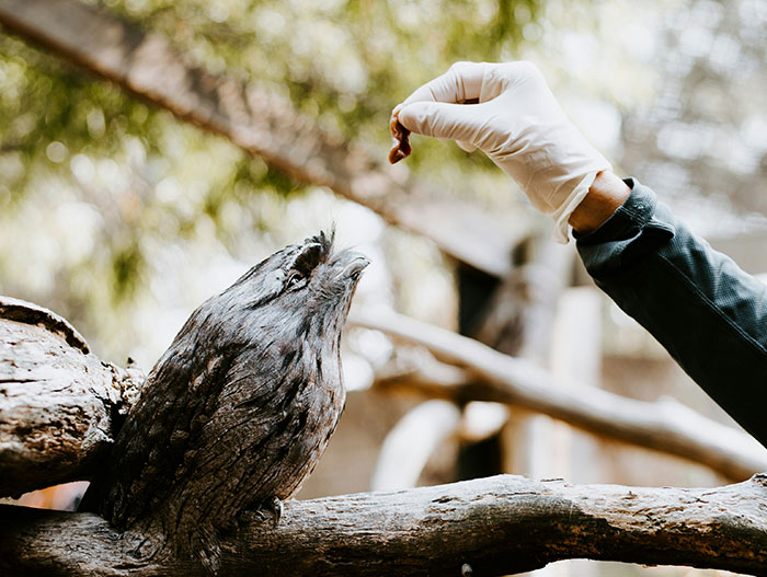 “The Zebras Are Ruthless”: 46 Unexpected Secrets Only Zoo Employees Know