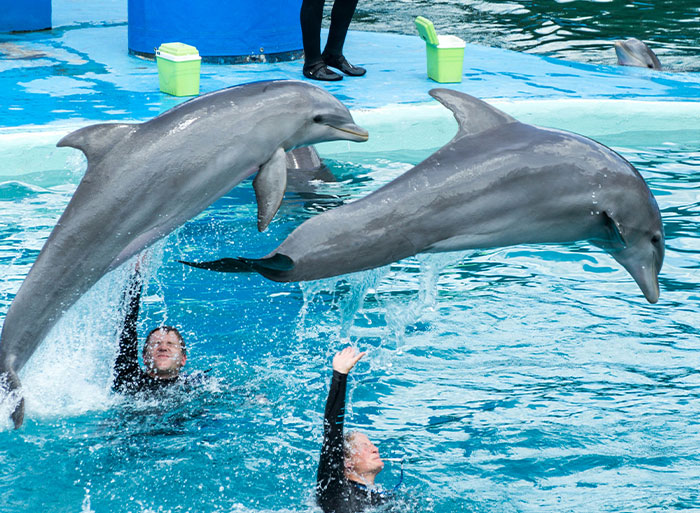 Two dolphins jumping out of the water while zoo workers interact during a marine animal show or training session.
