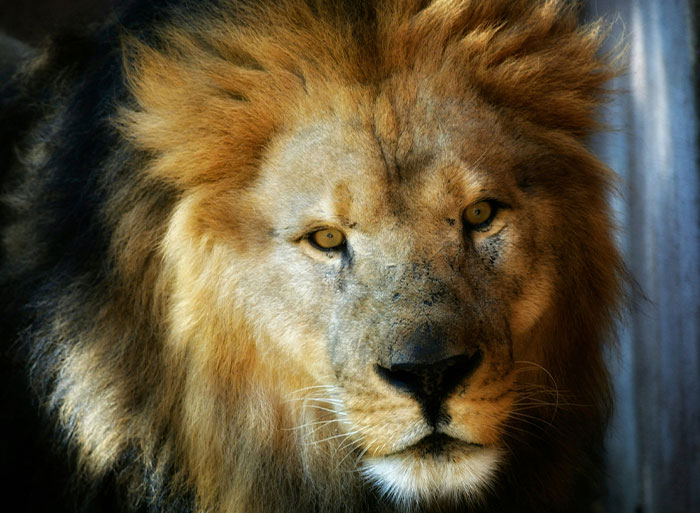 Close-up of a lion in a zoo, highlighting details that people who have worked in a zoo may notice.