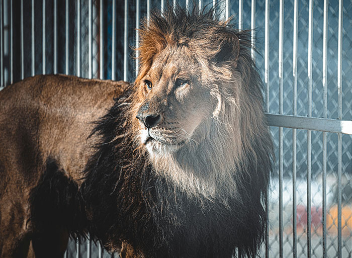 Lion in a zoo enclosure with sunlight highlighting its mane, representing insights from people who have worked in a zoo.