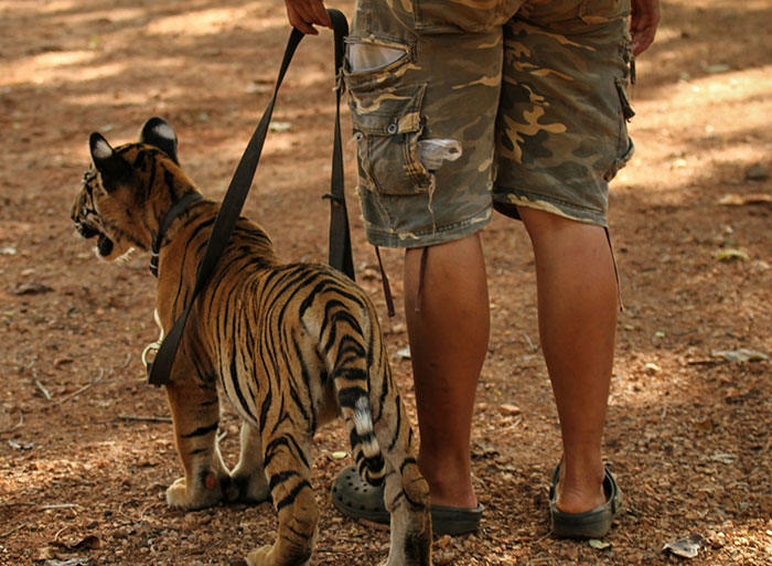 Person in camo shorts walking a young tiger on a leash, illustrating stories from people who have worked in a zoo.