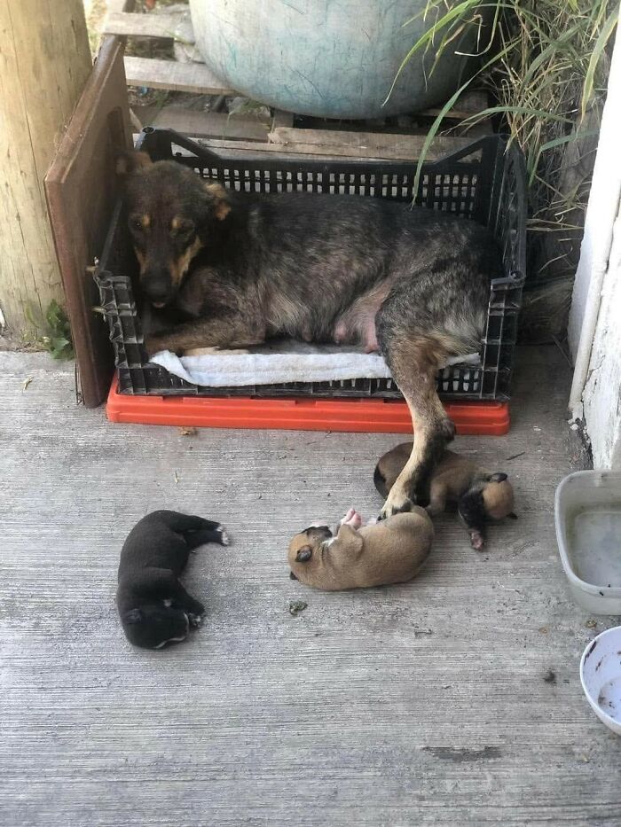 Dog resting in a crate with three playful puppies lying nearby, capturing hilarious moments caught on camera.