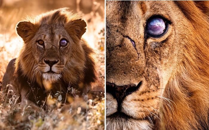 Close-up of a lion with a unique eye condition in the African wild captured by a wildlife photographer.