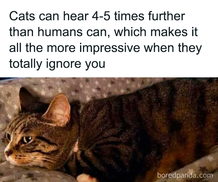 Funny meme about cats ignoring humans despite hearing better, perfect for brightening dark and cold winter days.