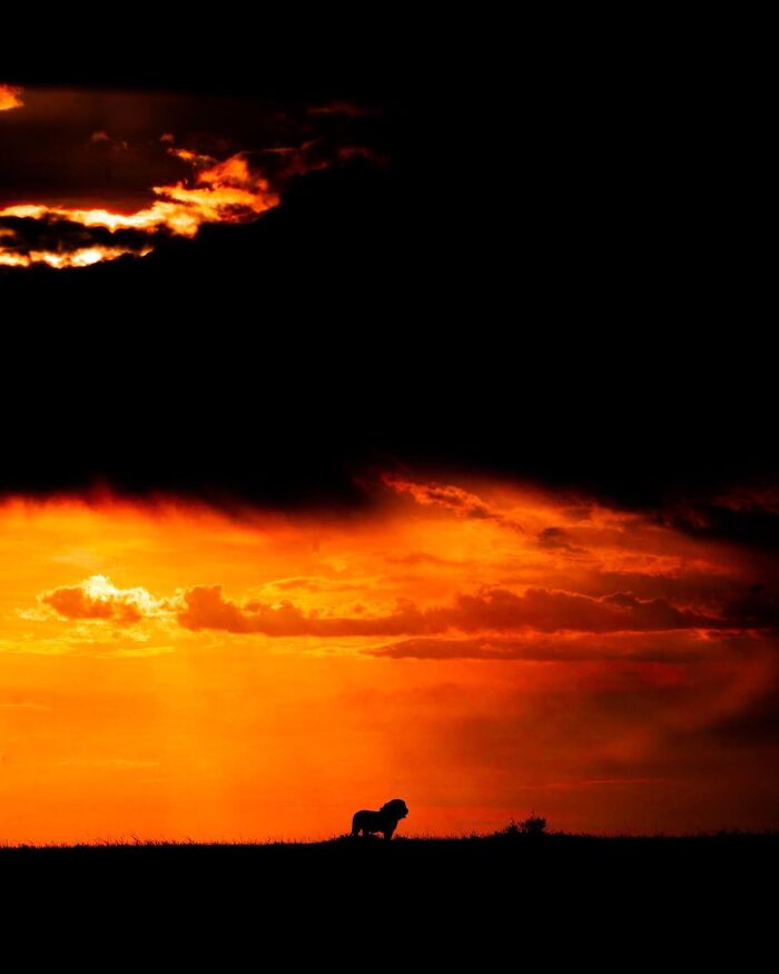 Wildlife silhouette of a lone lion standing on the horizon against a vibrant orange sunset sky.