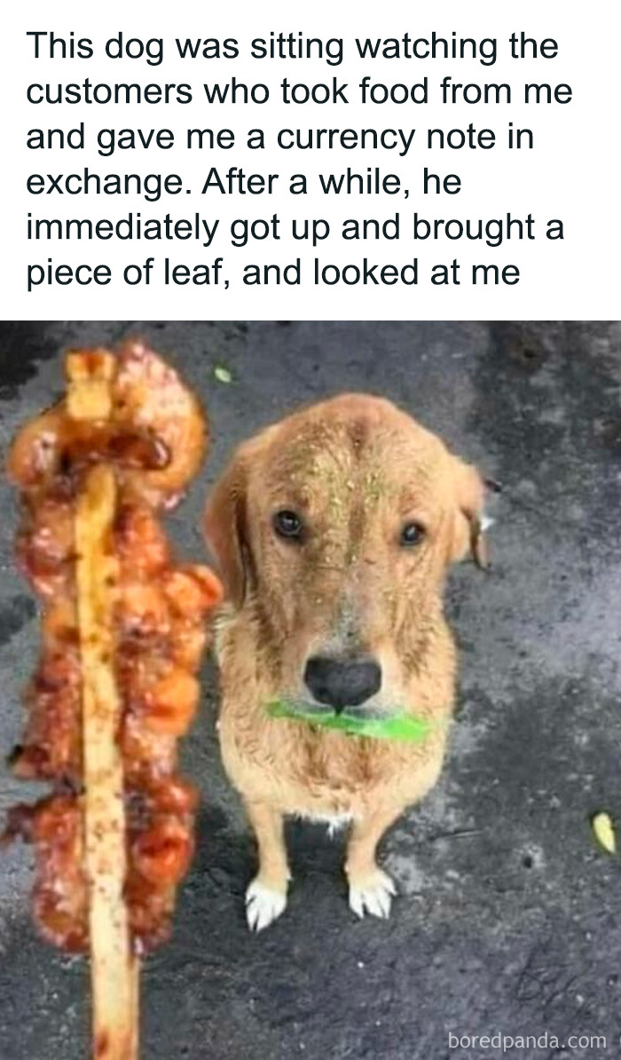 Dog holding a piece of leaf in its mouth, a sweet and wholesome moment to cleanse your feed.