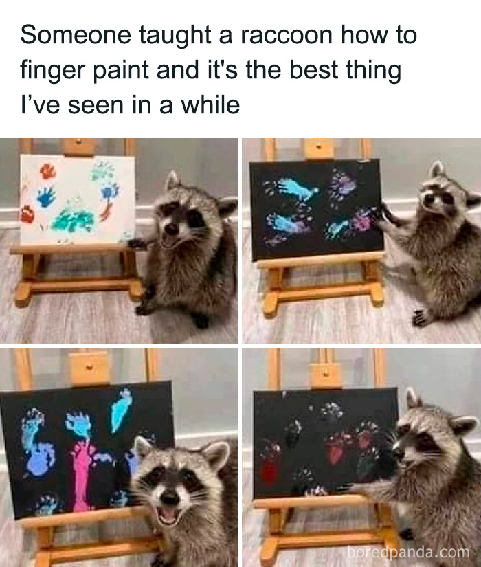 Raccoon creating colorful finger paintings on small canvases, showcasing sweet and wholesome moments to cleanse your feed.